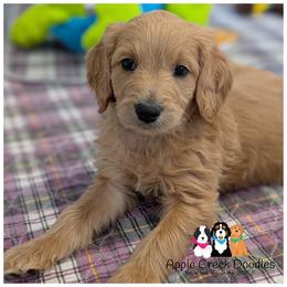 STEVE - OFA-Genetics-2 yr warranty. - Cream male Goldendoodle puppy in Jeddo, Michigan from Apple Creek Doodles