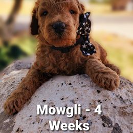 Aussiedoodle Puppies from Color Country Doodles