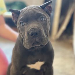 Girl 6 - Cane Corso puppy from Midwest Cane Corso in Action