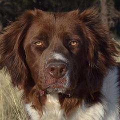 Finn - Drentsche Patrijshond