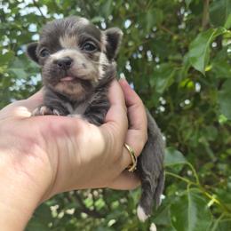 Visenya - Blue female Chihuahua puppy in Silver Summit, Utah from Snow Peak Kennel