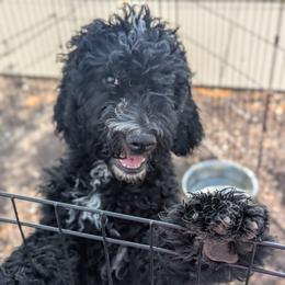 Zuma - Black male Goldendoodle puppy in Caldwell, Idaho from Houserville Kennels