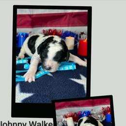 Johnny Walker - Parti male Goldendoodle puppy in Water Valley, Mississippi from Olympian Doodles