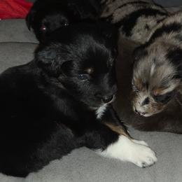 Cookie - Black tri-color female Australian Shepherd puppy in Washington from Arbor hill Australian Shepherds