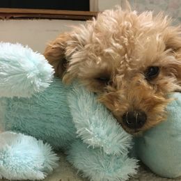 Bernedoodles and Goldendoodles from Snuggle Me Doodles