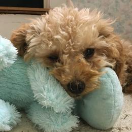 Bernedoodles and Goldendoodles from Snuggle Me Doodles