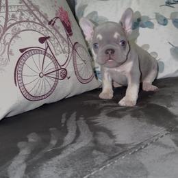 Boy 1 - Cream male French Bulldog puppy in Reading, Pennsylvania from Lomi Kennel