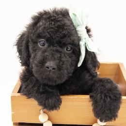 Jasmine - Mint Collar - Black female Labradoodle puppy in Lehi, Utah from Our Little Farm Life Doodles