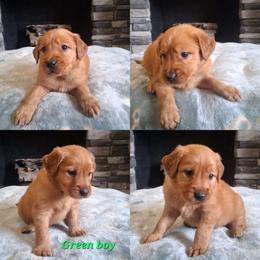 Green boy - Dark golden male Golden Retriever puppy in Howell, Michigan from Robbin's Treasures
