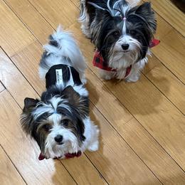 Biewer Terrier puppies from Stone Mountain Dogs