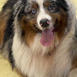 Australian Shepherd Puppies from Mullis Australian Shepherd