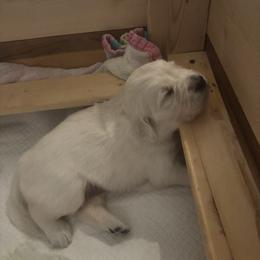 Golden Retriever Puppies from Lakeshore Goldens FXBG