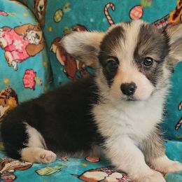 Girl 1 - Black and tan female Pembroke Welsh Corgi puppy in New Hampshire from Muddy Paws Corgis