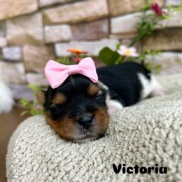 Victoria - Black tan and white Biewer Terrier puppy in Winslow, Arkansas from Morning Glory Puppies