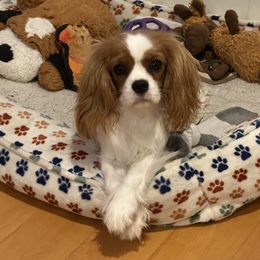 Thea - Cavalier King Charles Spaniel
