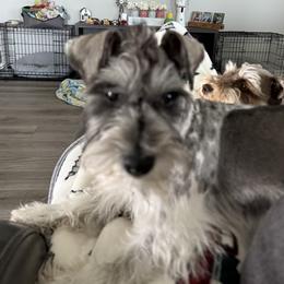 Skye - Miniature Schnauzer