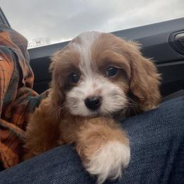 Bernedoodle, Cavapoo, and Goldendoodle Puppies from Zink Doodles