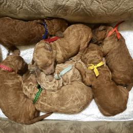 Poodle Puppies from Encantos Standard Poodles PR