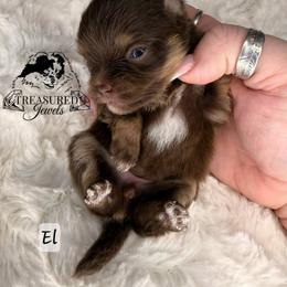 Pomeranian Puppies from Treasured Jewels Pomeranians