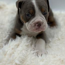 Johnson - Fawn and white male Olde English Bulldogge puppy in Camdenton, Missouri from Mule Pool Olde English Bulldogges