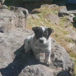 Flora - Blue speckled Australian Cattle Dog puppy in Buffalo Valley, Tennessee from Buffalo Valley Breeders