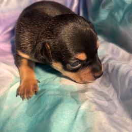 Johnny - Black and tan male Chihuahua puppy in Scranton, South Carolina from The Magnolia Pawlor, LLC