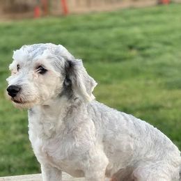 Havanese from Vinny's Puppers