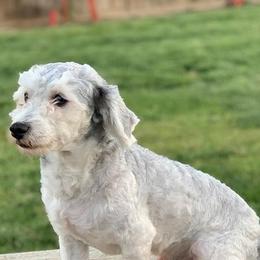 Havanese from Vinny's Puppers