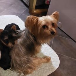Bay - Yorkshire Terrier