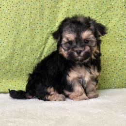 Bailey - Black & tan tri-color female Morkie puppy in Monticello, Iowa from Ashley’s Puppies