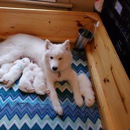 Samoyed Puppies from Limelight Samoyeds