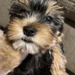 Assorted Doodle Crosses, Double Doodle, Maltipoo, Morkie, and Yorkipoo Puppies from Danza Bolo