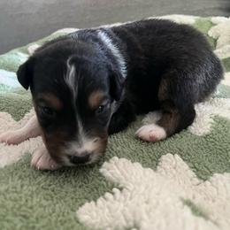 Sven - Black tri-color male Australian Shepherd puppy in Hemet, California from Perfect Companion Aussie's