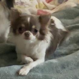 Pixie - Chihuahua