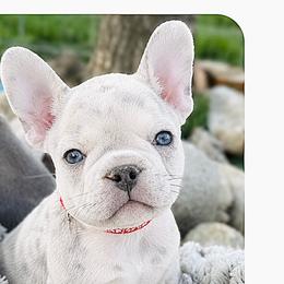 Boy 2 - male French Bulldog puppy in Ottawa, Kansas from Hey Hey Frenchies
