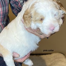 Pink collar girl - Apricot female Australian Labradoodle puppy in Fairfield, California from Twin Sisters Doodles