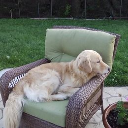 Golden Retrievers from Golden Moments