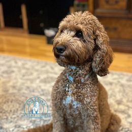 Ginger - Australian Labradoodle