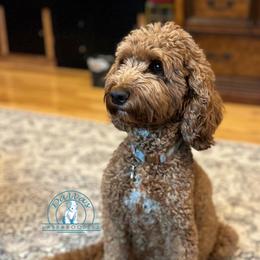 Ginger - Australian Labradoodle