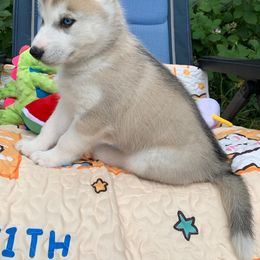 Siberian Husky Puppies from Canace Siberians