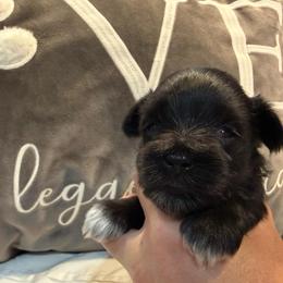 Cookies amazing black girl - Black female Miniature Schnauzer puppy in Forest, Virginia from Prestige Kennel LLC