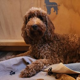 Brie - Goldendoodle