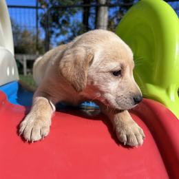 Thomas (Burnett) - Yellow male Labrador Retriever puppy in Alger, Ohio from Osborne Family Retrievers