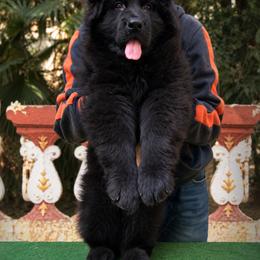 German Shepherd Puppies from Von Gonzalez Kennel
