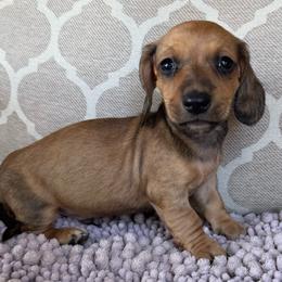 AKC 'Wyatt Earp' - Red male Dachshund puppy in Joshua Tree, California from Desert Dreams Ranch