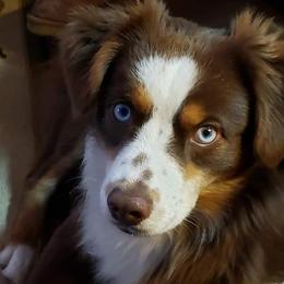 Australian Shepherds from Waggin Bow Mini Aussies