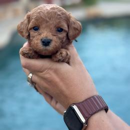 Goldendoodle puppies from Teddy Doods: Goldendoodles & Poodles