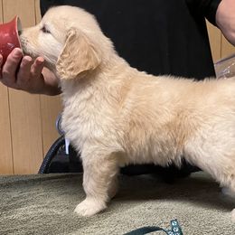Boy - Golden Golden Retriever puppy in Calhoun, Georgia from Raya Golden Retrievers