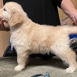 Boy - Golden Golden Retriever puppy in Calhoun, Georgia from Raya Golden Retrievers
