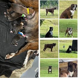 Boxer Puppies from BB’S BOXERS